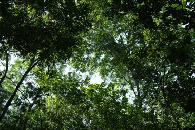 Doğa ağacı çevresi ve Tayland 'da Güneş Günü ile birlikte bol orman.