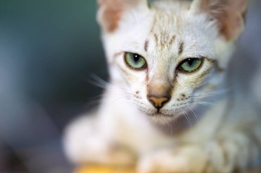 Açık kahverengi uskumru tekir palto ve delici yeşil gözler dikkatimizi çeker güzel bir kedi yavrusu bize bakarken..