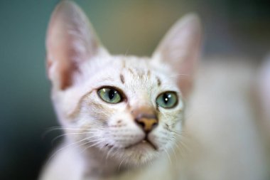 Açık kahverengi uskumru tekir palto ve delici yeşil gözler dikkatimizi çeker güzel bir kedi yavrusu bize bakarken..