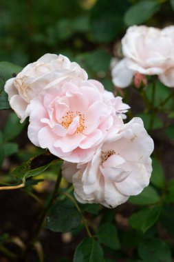 Bu soluk İngiliz pembe gülleri, İngiltere 'deki ev bahçelerinde sık sık bulunur. Katmanlı dokuları ve klasik güzellikleriyle büyüleyicidir..