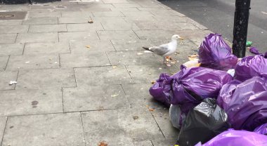 Kaldırımda üst üste dizilmiş bir yığın mor çöp torbası ve şehir ortamında çöpleri karıştıran bir martı..