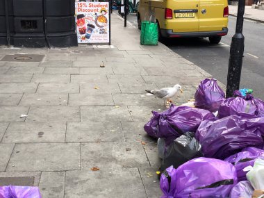 Londra, İngiltere, 12 Temmuz 2023, Yığınla Mor Çöp Torbası Yığınla Martı Çöpleri Oyalayarak Çöpleri Arıyor Kentsel Ayar Atık İmha Etme Sorunları