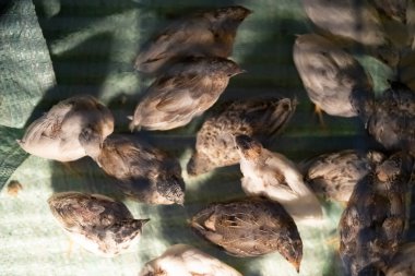 Bir grup Coturnix üreme çiftliğinde yaşıyordu, satmak için doğru zamanı bekliyorlardı..