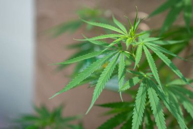 Sapı ve yaprakları güneşin altında olan yemyeşil bir marihuana bitkisi. İlaç yapımında tıbbi amaçlar için kullanılan bitkisel bir bitki. Sigara ve uyuşturucu yapmak için bir ot bitkisi.. 