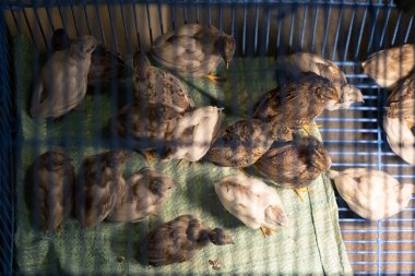 Bir grup Coturnix üreme çiftliğinde yaşıyordu, satmak için doğru zamanı bekliyorlardı..