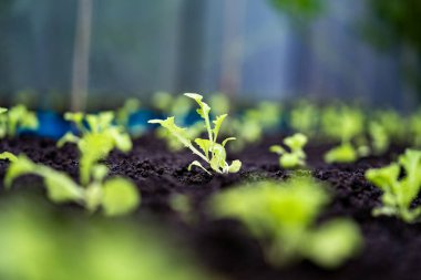 Ekmek için toprağa ekilen bir filizi kapatın. Toprakta büyüyen lahana filizleri. Toprak, büyüyen bitki için besin içerir..
