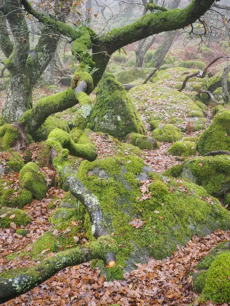 stock image The lichen covered ancient oak trees and boulders of Black-a-Tor Copse next to the West Okement River where bright green lichens and mosses cover the rocks and trees, Dartmoor National Park, Devon, UK