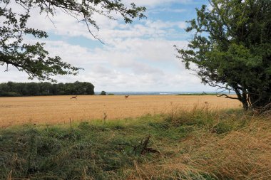 DArcy Dalton Yolu 'ndan, Ridgeway' in hemen dışından, Uffington Beyaz Atı 'nın yanından Swindon' a bakan iki geyik Oxfordshire, İngiltere 'de koşuyor..