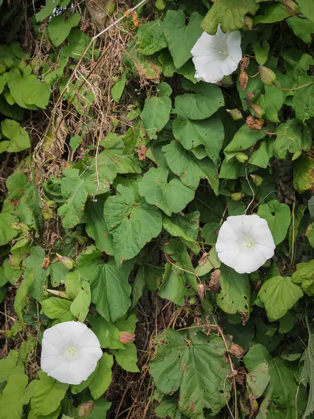 Ipomoea panduratının beyaz çiçekleri, aynı zamanda Morning Glory olarak da bilinir, kadının dibinde özgürce büyürler ve Lambourn, Berkshire, İngiltere 'nin hemen dışında yolun kenarında çalılıklar oluştururlar.