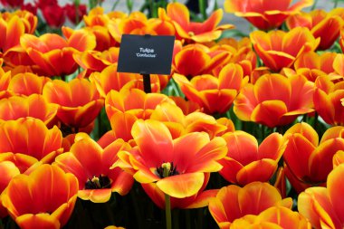 Turuncu ve sarı Darvin Melez Tulipa Konfüçyüs Mart ayında bir bahçede çiçek açtı..