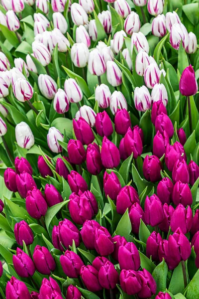 Purple White Tulip Background — Stock Photo, Image