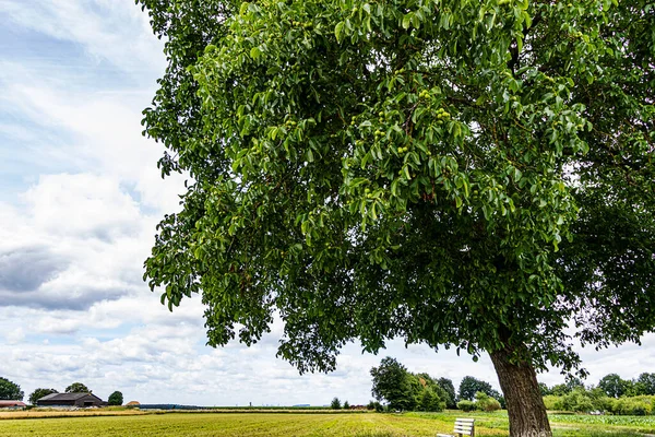 真夏の農業地帯の真ん中に巨大な古いクルミの木 ユグラン地域 と風景 ドイツのヘッセ — ストック写真