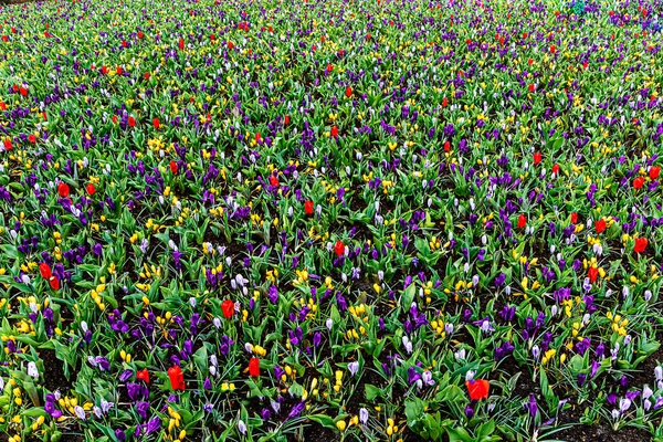 Multicolored Huge Spring Flowers Field Background Keukenhof Netherlands — Stock Photo, Image
