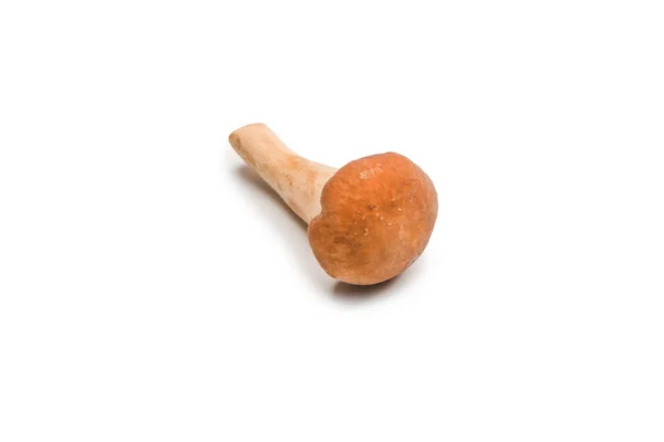 Raw Honey Mushroom Isolated White Background Top View — Stock Photo, Image