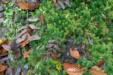 Yeşil botanik ormanı geçmişi. Orman deseni. 