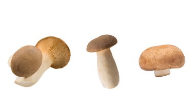 Beyaz arka planda izole edilmiş taze eringi mantarları.. 