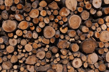 Arka plan olarak ağaç gövdeleri. Ahşap arkaplan. 