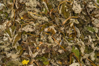 Arka plan olarak kuru çay yaprakları. Dağ çayı. 