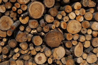 Arka plan olarak ağaç gövdeleri. Ahşap arkaplan. 