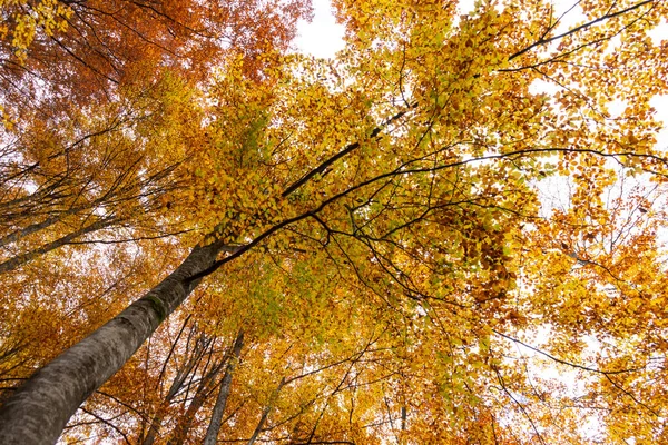 stock image Nature in autumn. A beautiful lake and a forest in fall. 