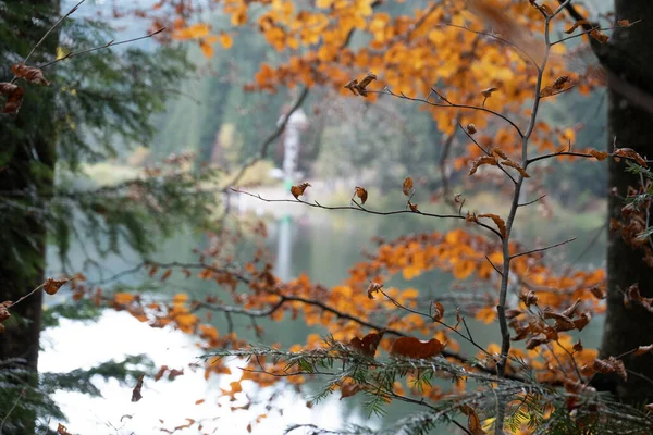 Nature Automne Beau Lac Une Forêt Automne — Photo