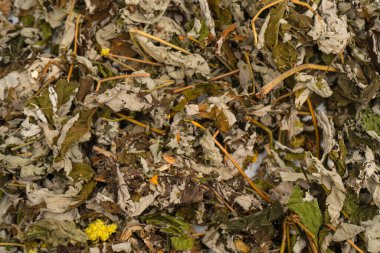 Arka plan olarak kuru çay yaprakları. Dağ çayı. 