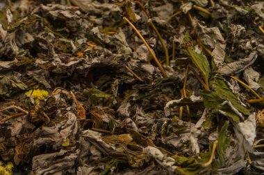 Arka plan olarak kuru çay yaprakları. Dağ çayı. 