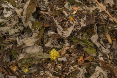 Arka plan olarak kuru çay yaprakları. Dağ çayı. 