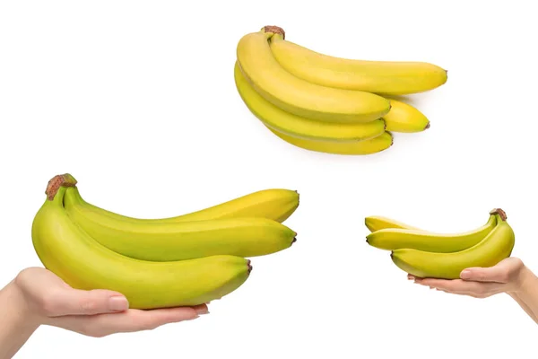 Куча Бананов Руке Женщины Изолированы Белом Фоне — стоковое фото