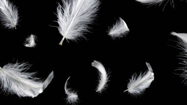 Siyah bir arkaplanda beyaz yüzen tüy izole. 