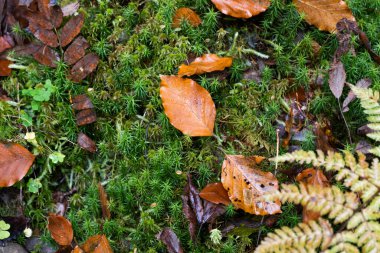 Yeşil botanik ormanı geçmişi. Orman deseni. 