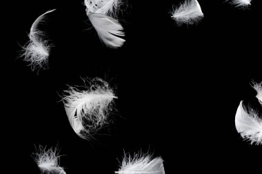 Siyah bir arkaplanda beyaz yüzen tüy izole. 