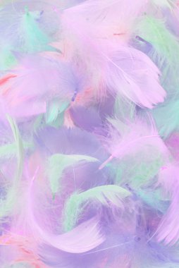 Renkli tüy arkaplanı, üst görünüm.