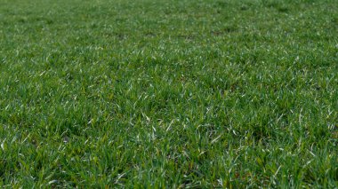 Arkaplan olarak yeşil alan. Baharda yeşil çimen. 