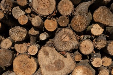 Arka plan olarak ağaç gövdeleri. Ahşap arkaplan. 