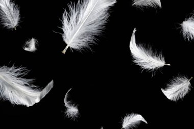 Siyah bir arkaplanda beyaz yüzen tüy izole. 