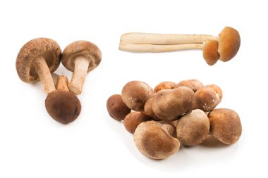 Beyaz arka planda izole edilmiş Shitake lezzetli mantar.