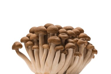 Raw beech mushrooms isolated on a white background. 
