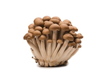 Raw beech mushrooms isolated on a white background. 