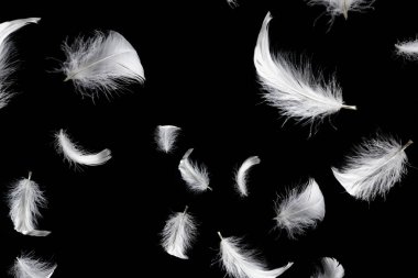 Siyah bir arkaplanda beyaz yüzen tüy izole. 