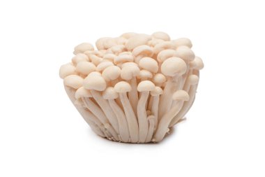 Raw white beech mushrooms isolated on a white background. 