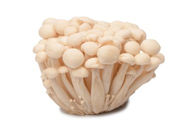 Raw white beech mushrooms isolated on a white background. 