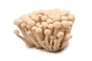 Raw white beech mushrooms isolated on a white background. 