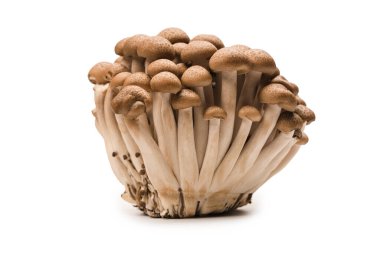 Raw beech mushrooms isolated on a white background. 