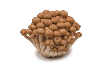 Raw beech mushrooms isolated on a white background. 
