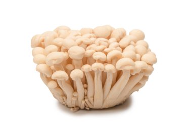 Raw white beech mushrooms isolated on a white background. 