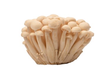 Raw white beech mushrooms isolated on a white background. 