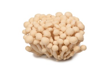 Raw white beech mushrooms isolated on a white background. 