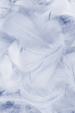 Nane arkaplanındaki renkli tüy, üst görünüm. 