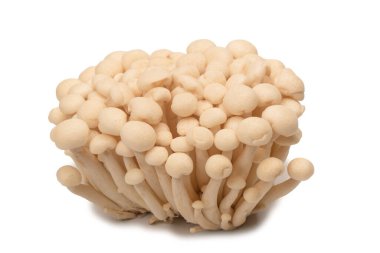 Raw white beech mushrooms isolated on a white background. 